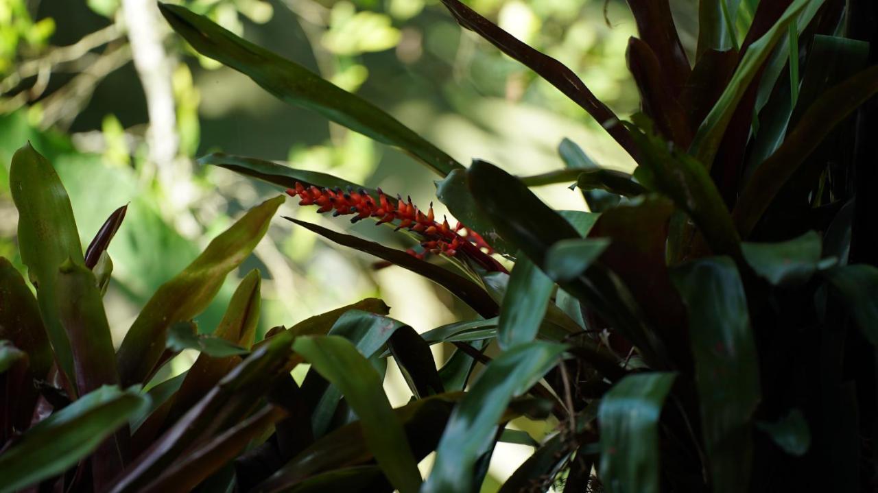 קימבאיה Finca La Argelia מראה חיצוני תמונה